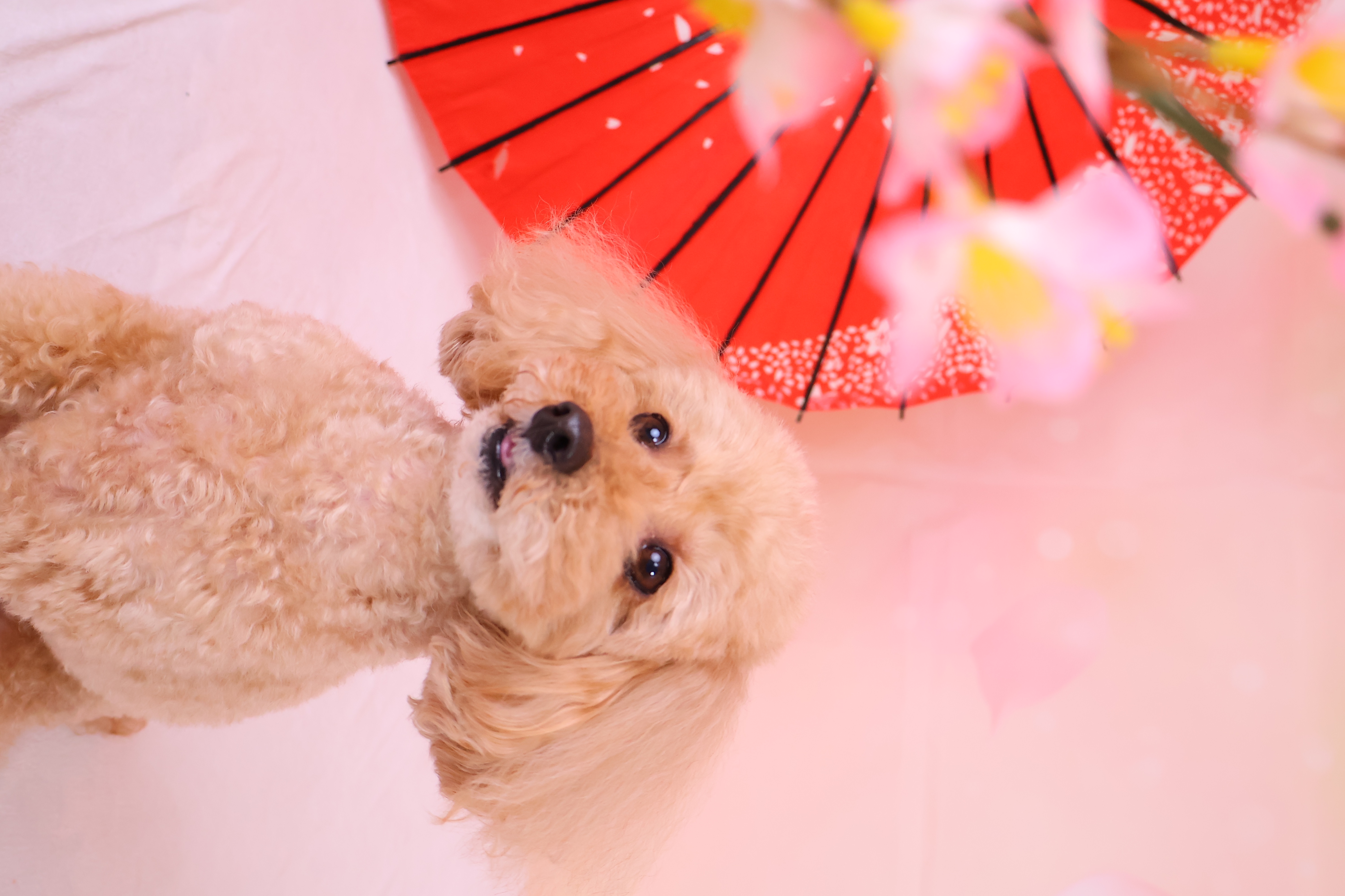 土井　一輝